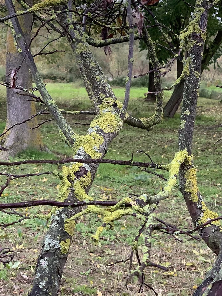 Lichens on a tree