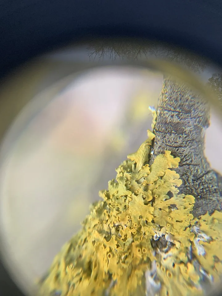 Lichens seen through the lens