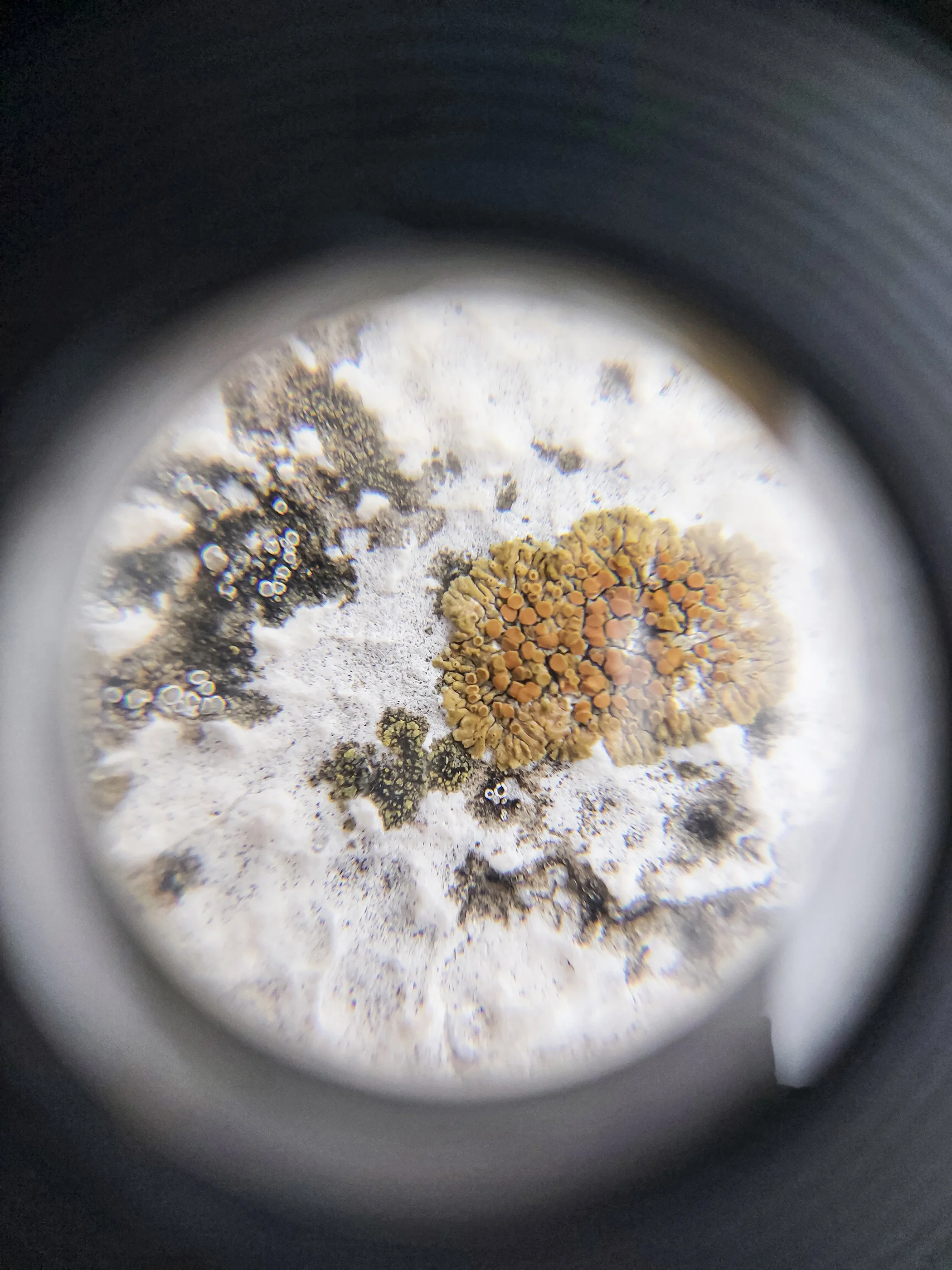 Lichen as seen through the lens and camera