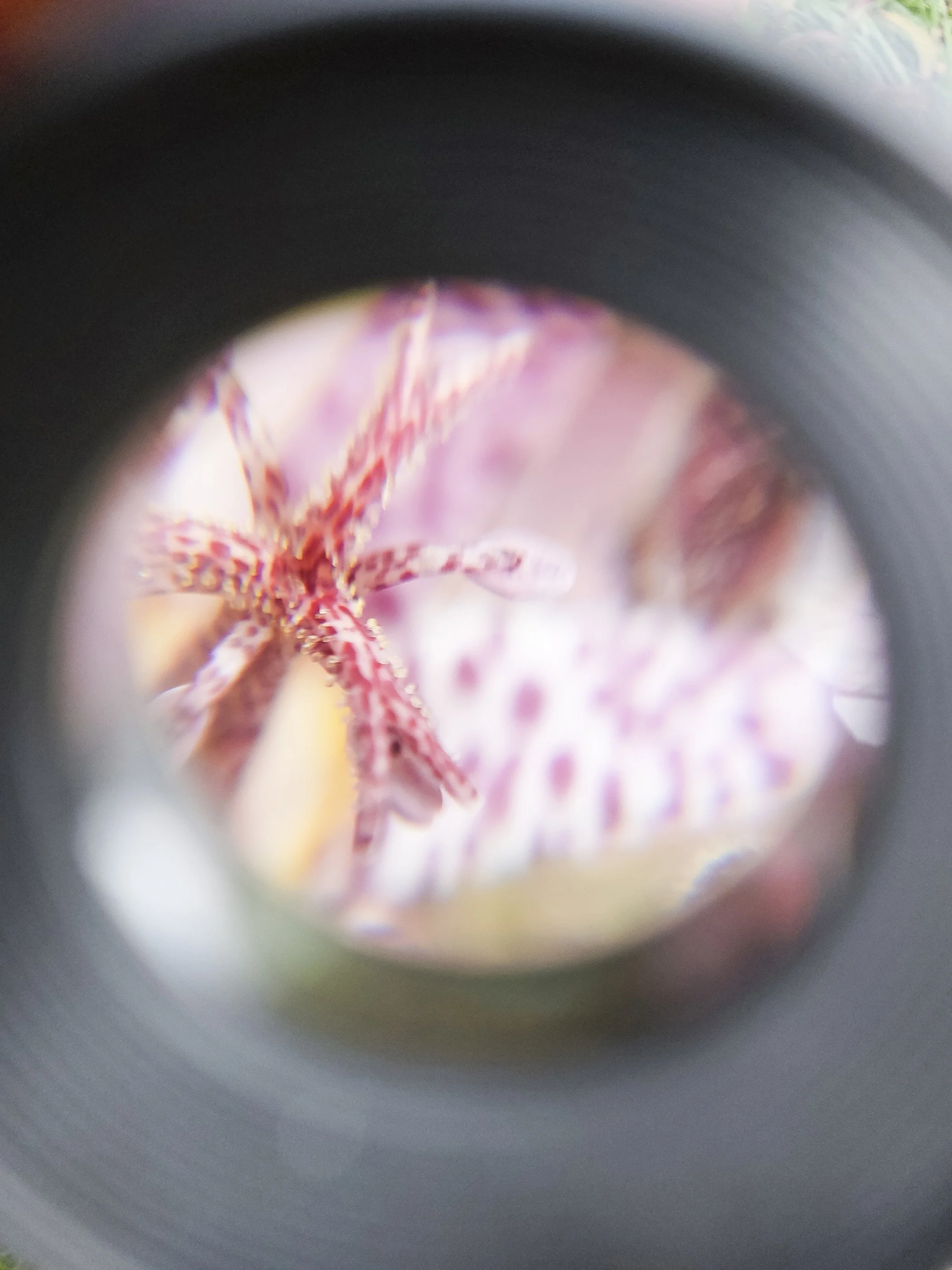 A flower seen through the lens
