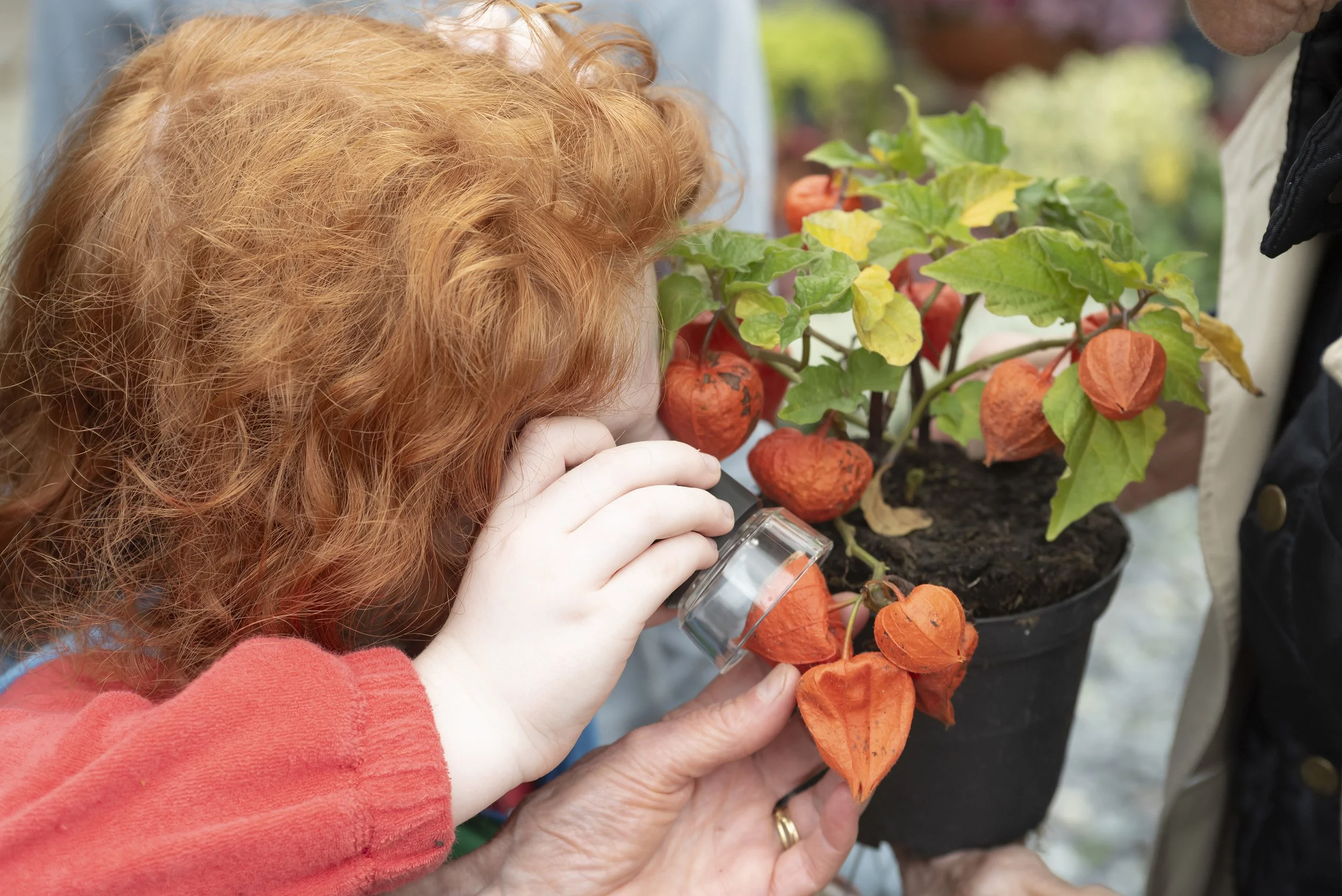 Observing Japanese Lantern Plant