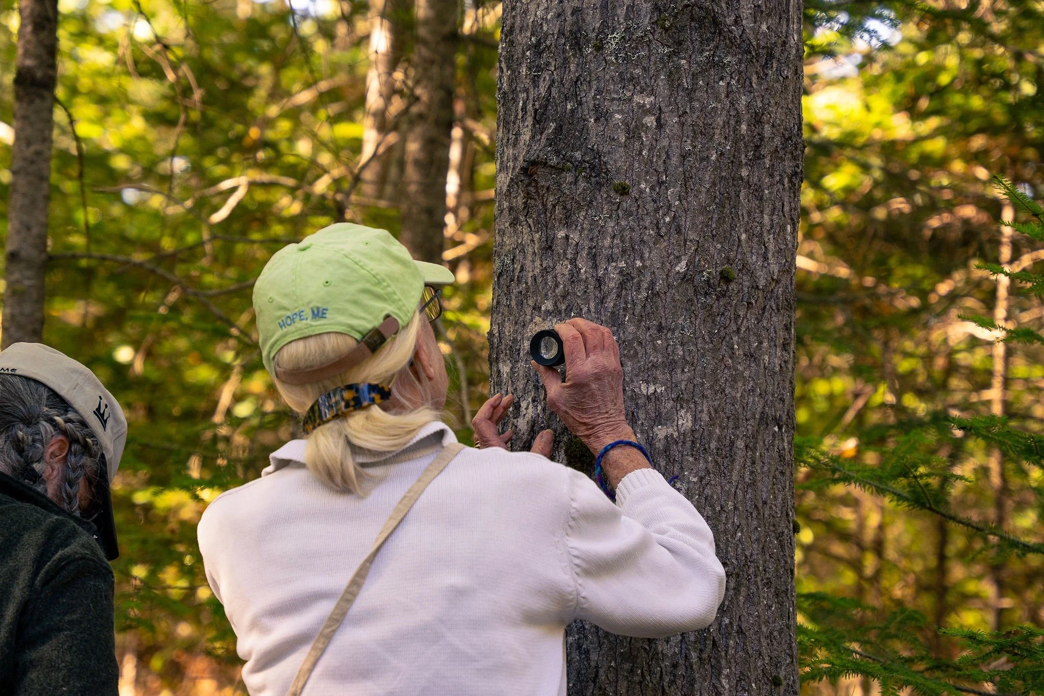  Participant searching for pupae in tree bark 