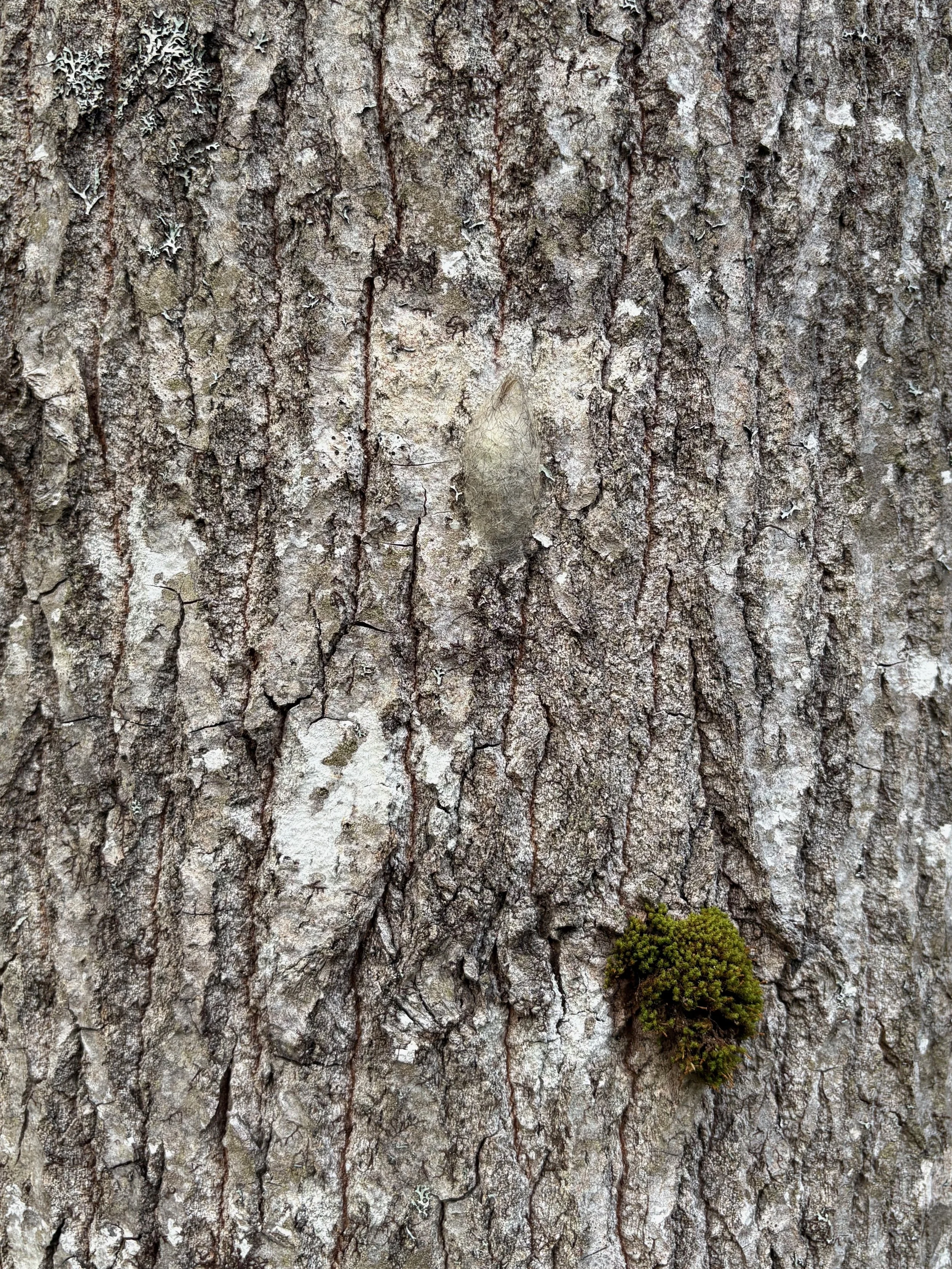  Detail of pupae in tree bark 