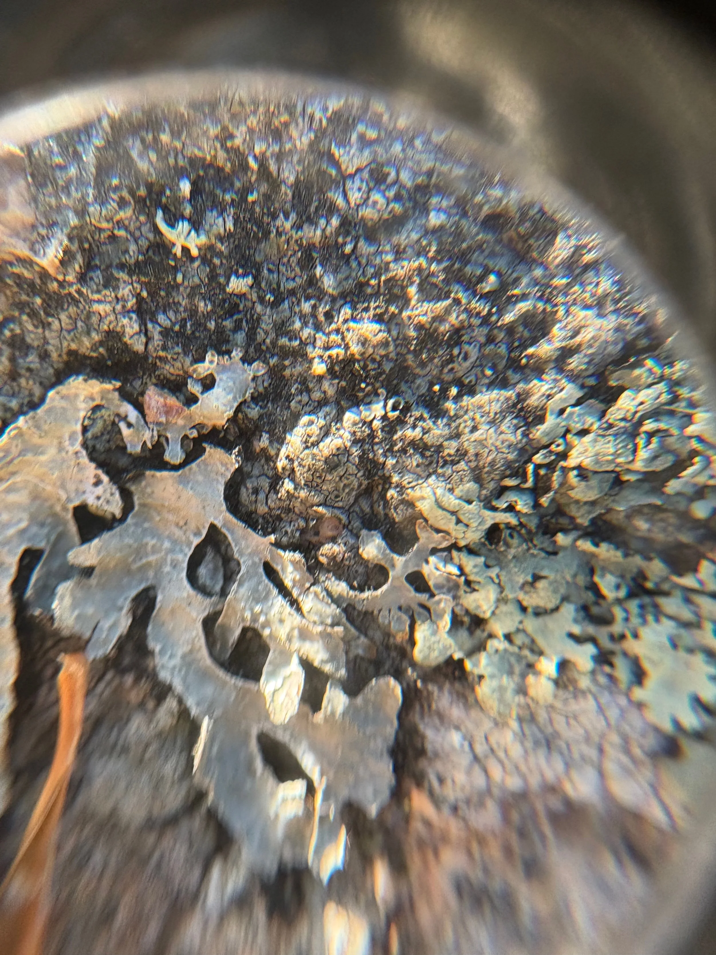  Detail of lichen seen through lens 