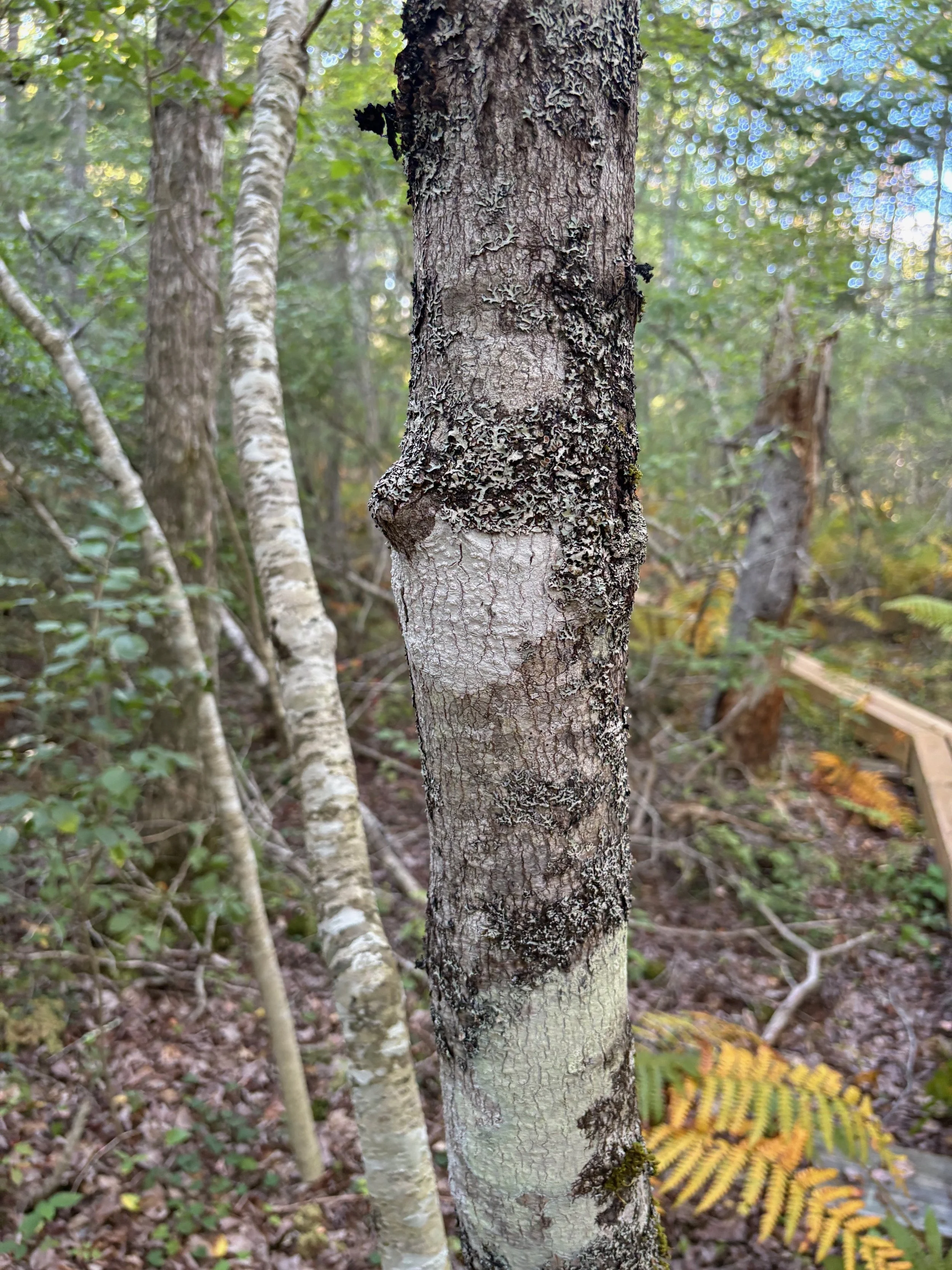  Example of varied lichen growth on one tree due to atmospheric moisture in bog 
