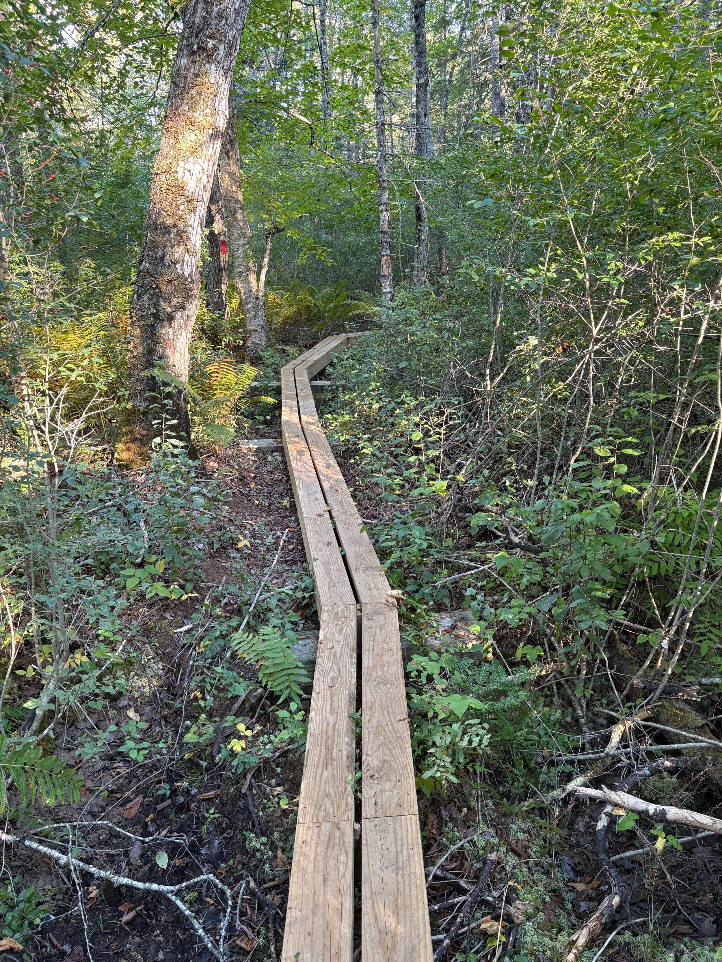  Boardwalk through boggy area 