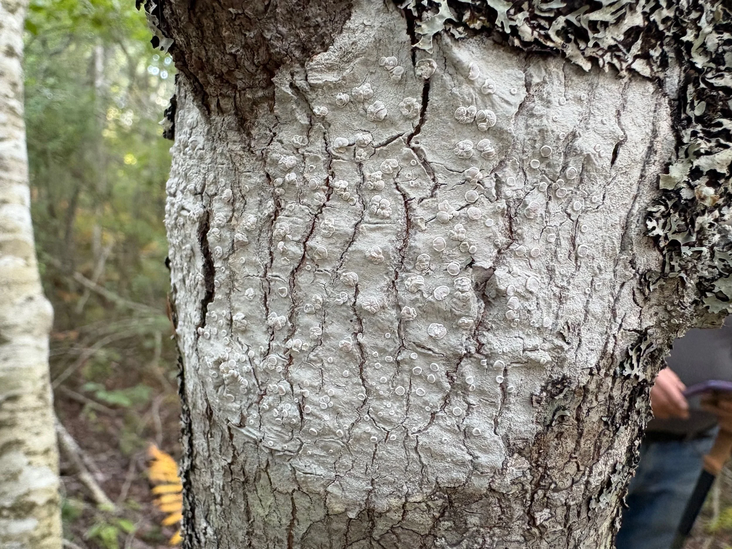  Detail of lichen growth due to atmospheric moisture in bog 
