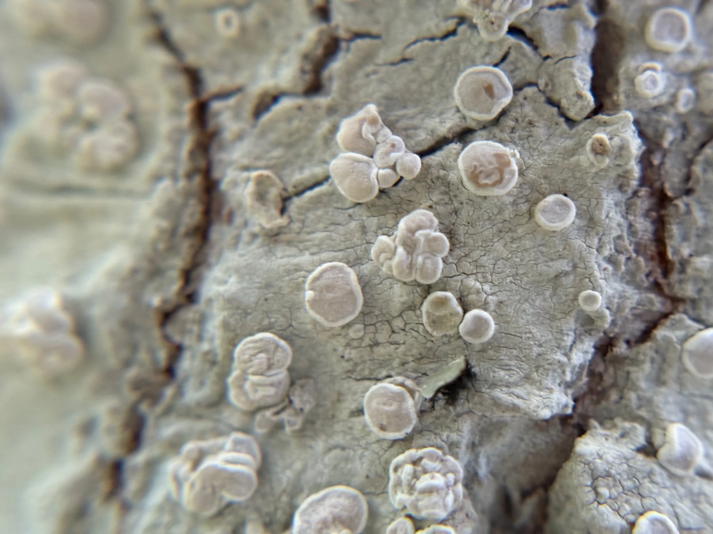  Lichen seen through the lens 