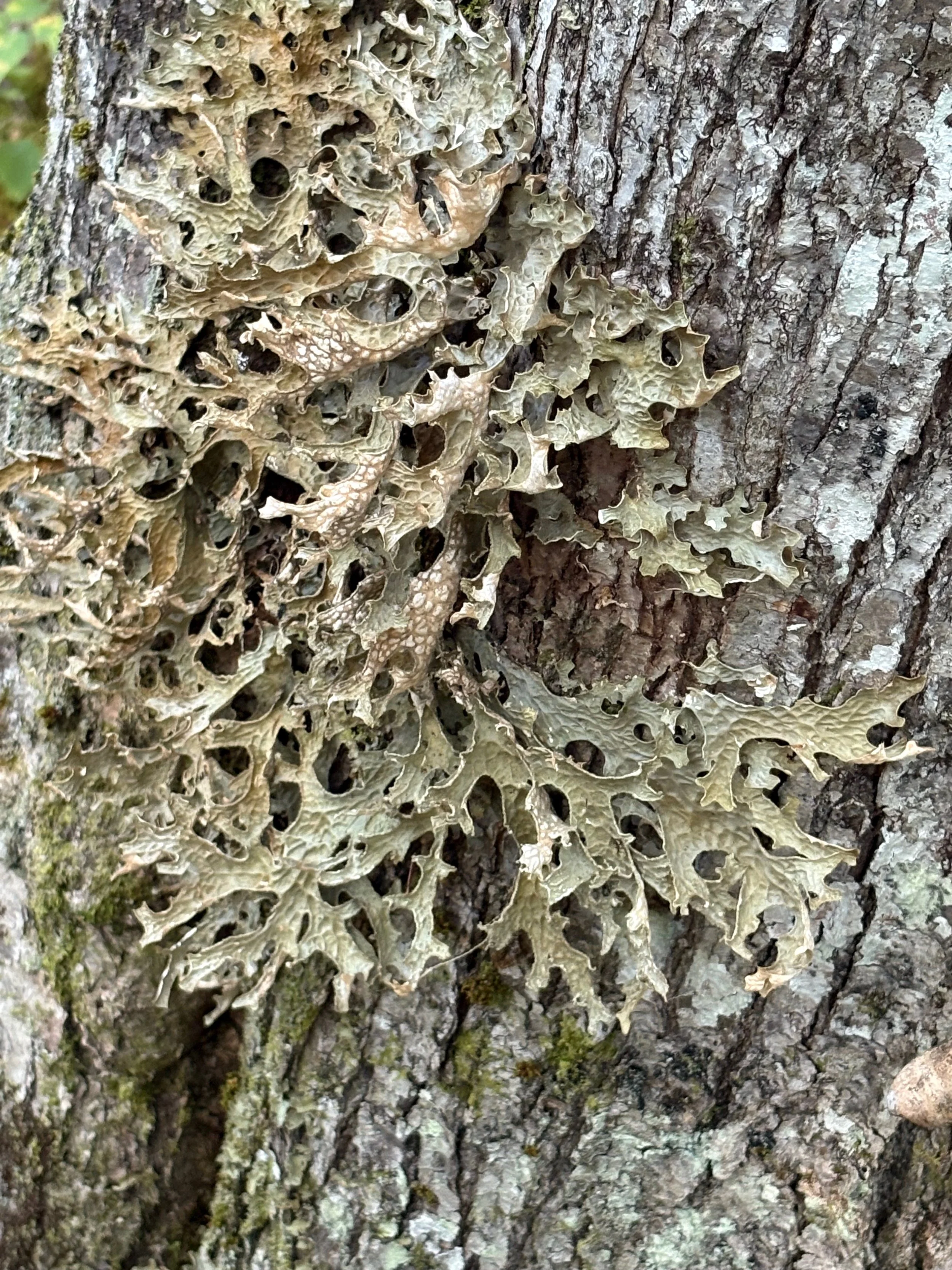  Detail of lichen on bark 