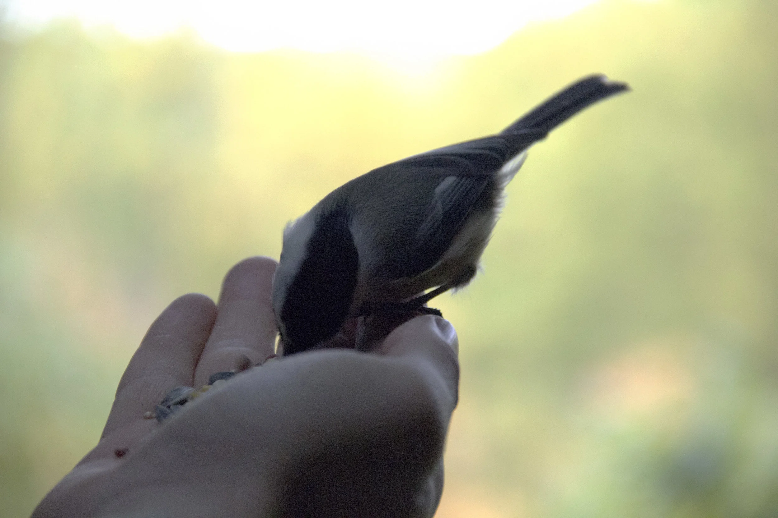 Bird2.jpg
