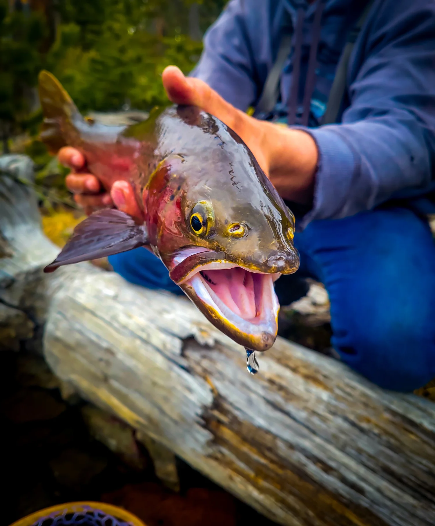 Guided Fly Fishing in Dubois, Wyoming