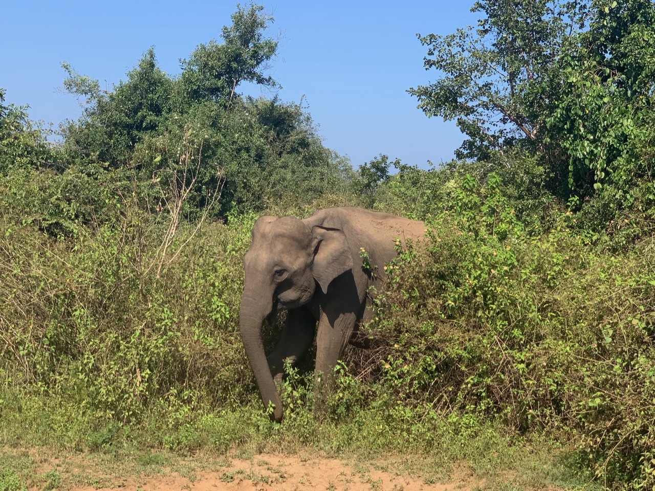 Elephant in the Woods.jpg