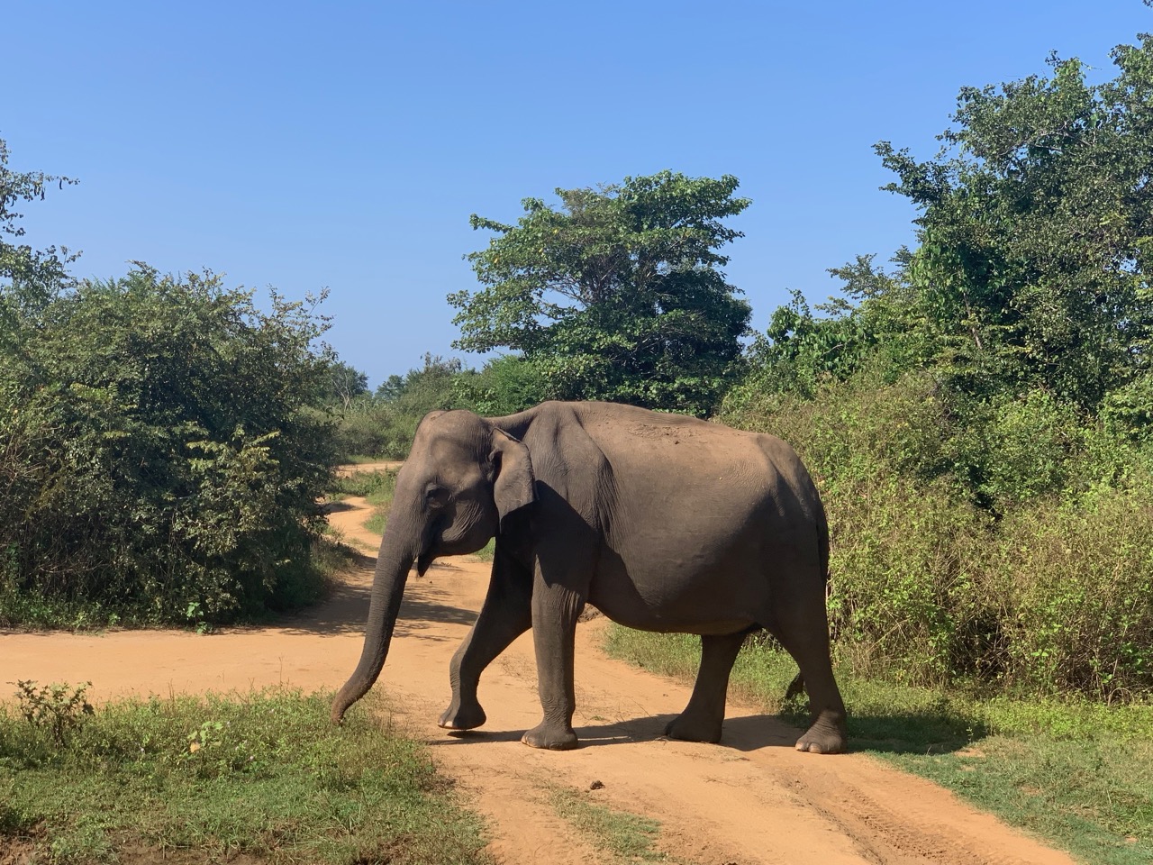 Elephant on the road.jpg