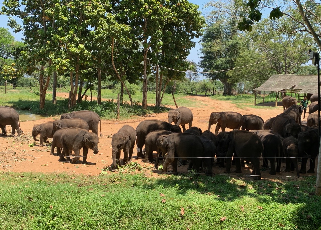 Elephant Transit Home