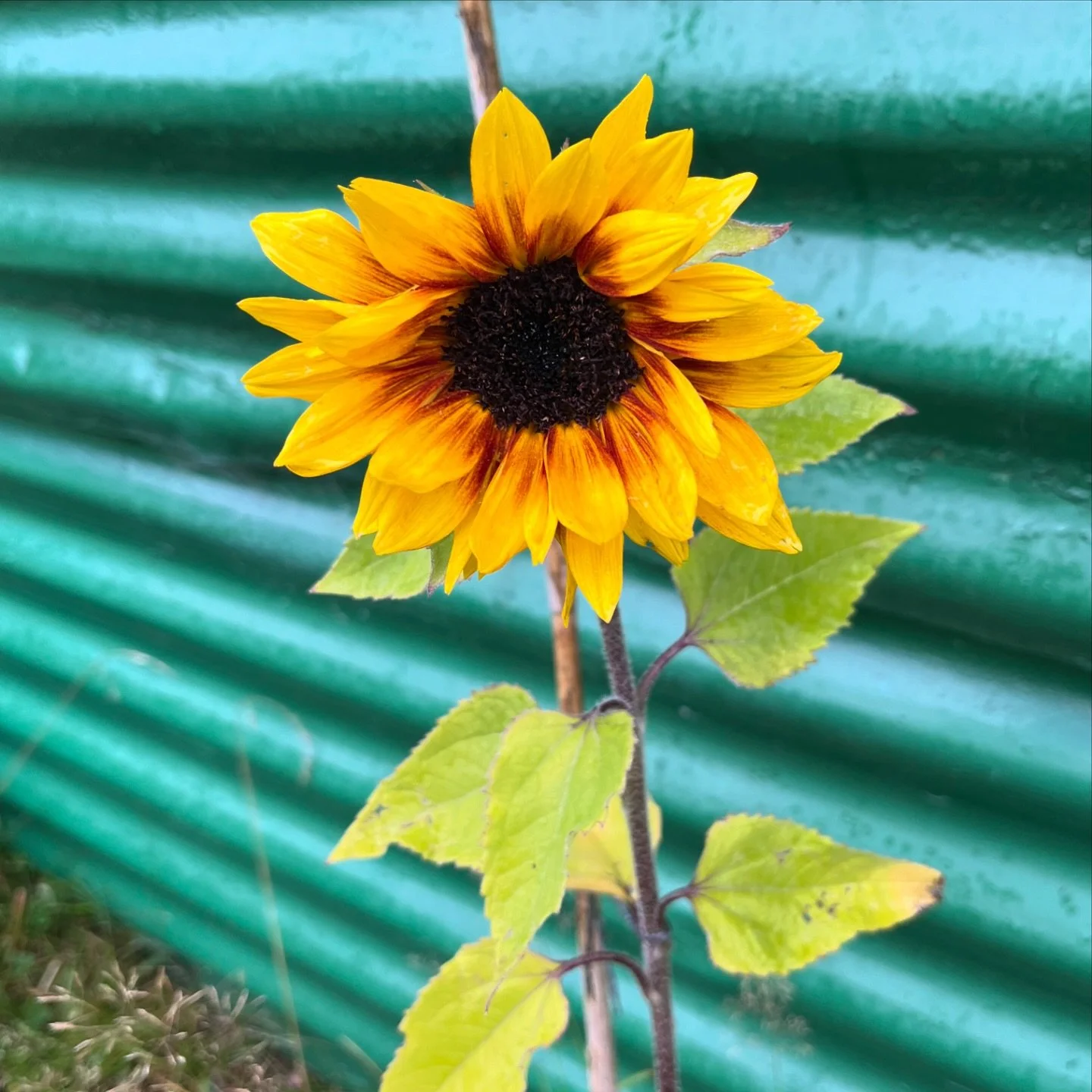 🌻