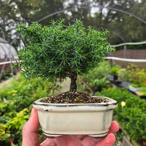 Bonsai: Planters, Potting, and Shaping with Stephen Homer and Eliot Myers   Belger Arts - KC,MO