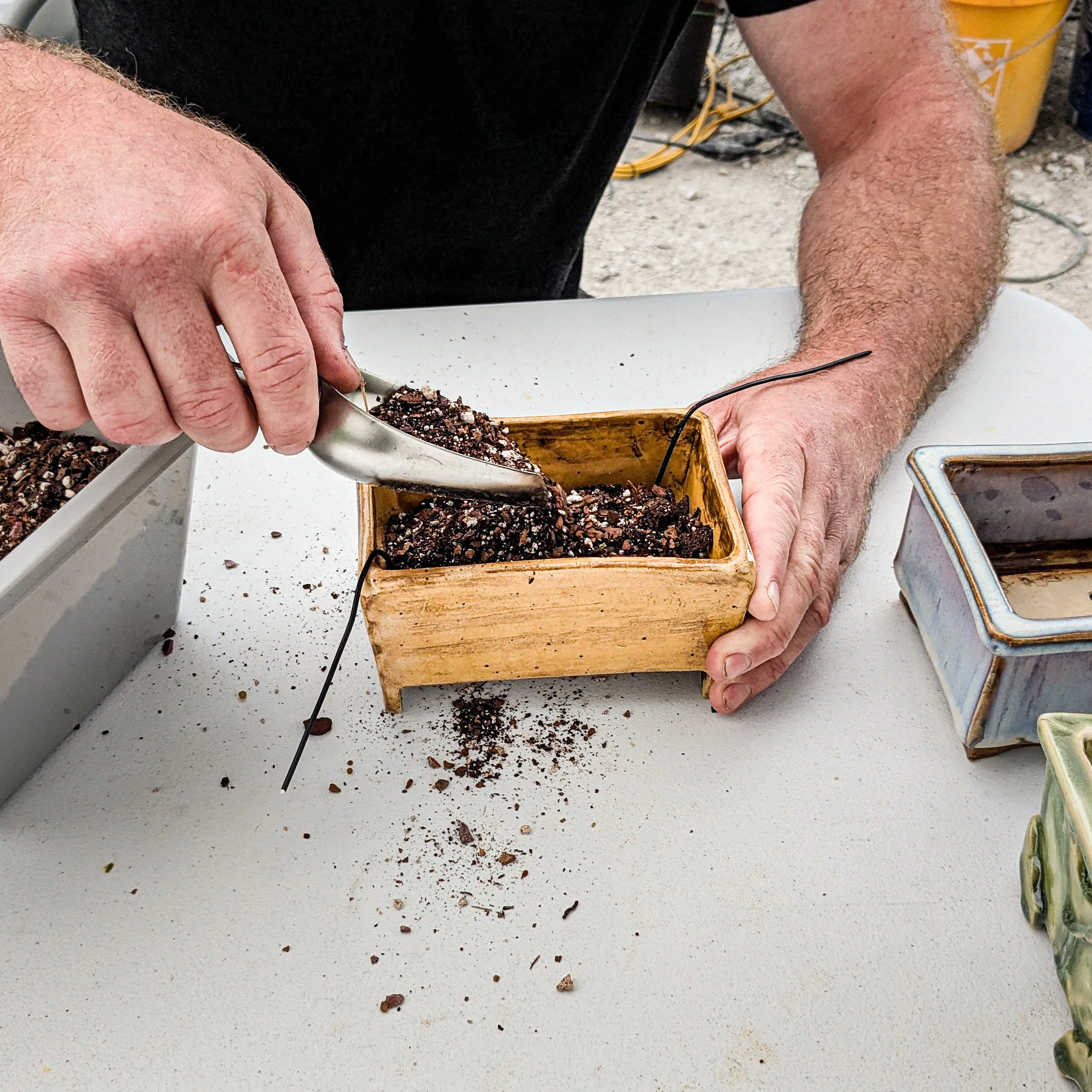 bonsai_2.jpg