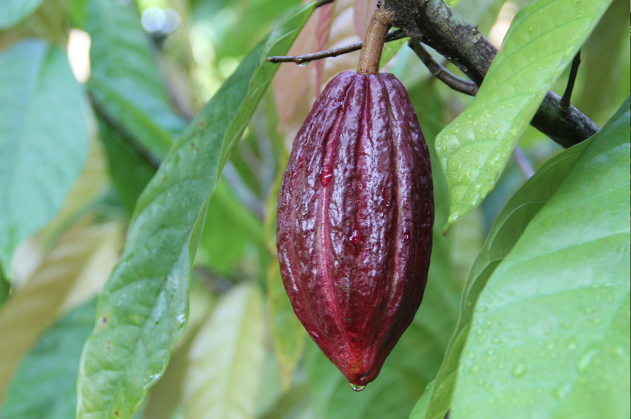Belize Cacao pod.png