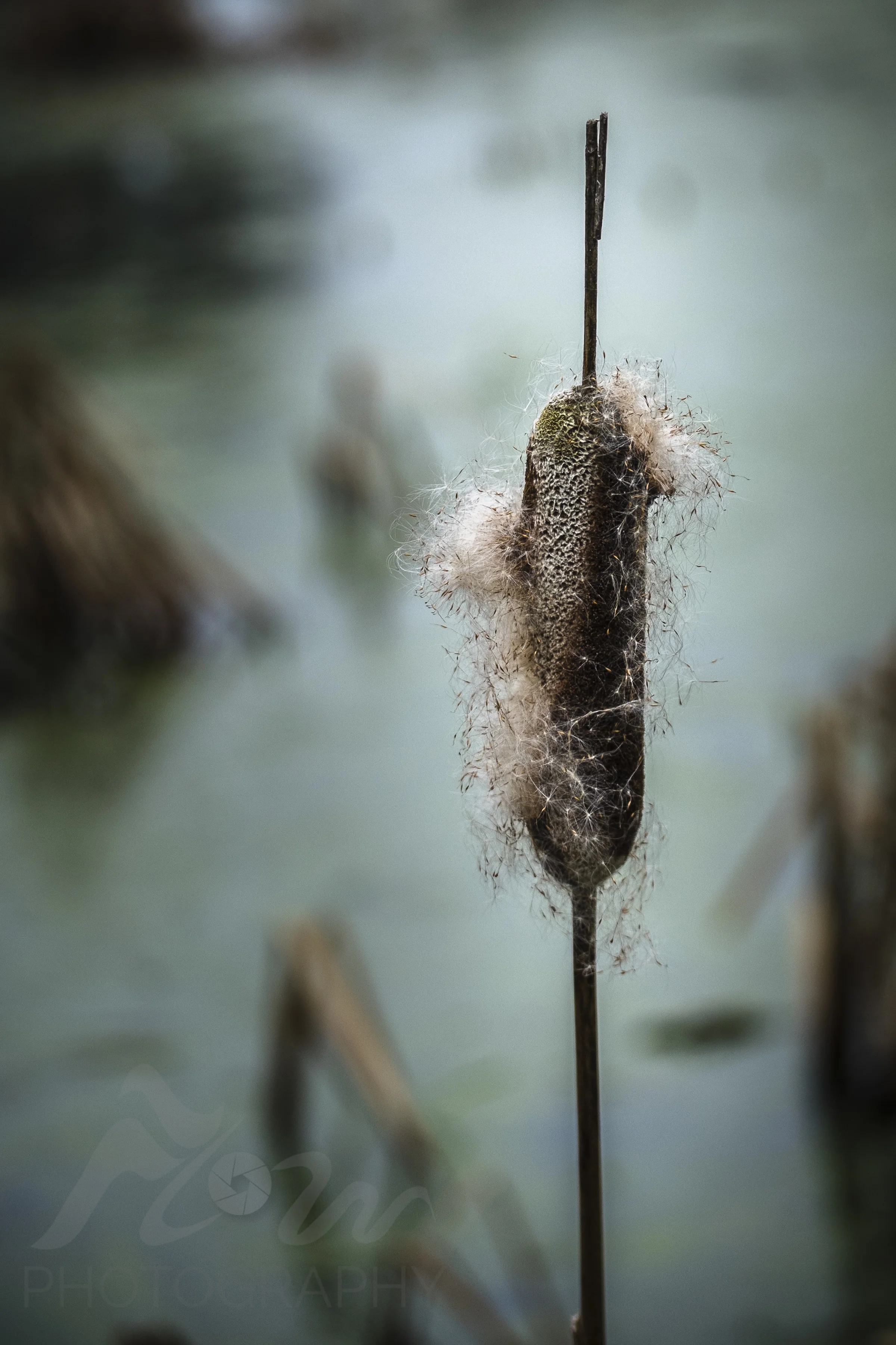 Pond Life