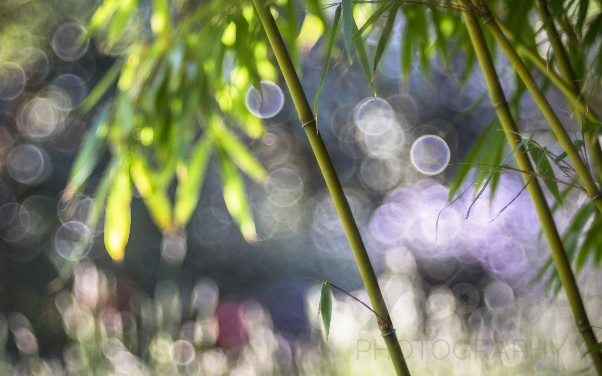Bamboo Bokeh