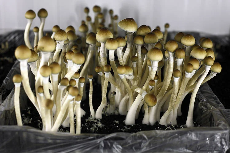 Recent trials involving psilocybin mushrooms have been found to help alleviate depression and break the grip of addiction. PHOTO: ROGER CREMERS/BLOOMBERG NEWS