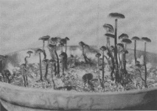 GROWING in Paris, cultures brought back form Mexico by Heim produce mushrooms in his laboratory. These are Psilocybe mexicana Heim.