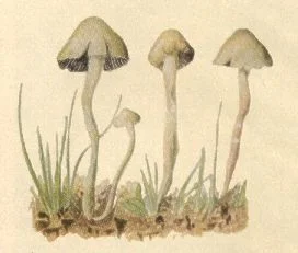 CALLED "Children of the Waters" by Aztecs, Psilocybe Aztecorum Heim grows in grass on volcano Popocatepetl.