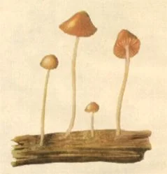 CALLED "Children of the Waters" by Aztecs, Psilocybe Aztecorum Heim grows in grass on volcano Popocatepetl.