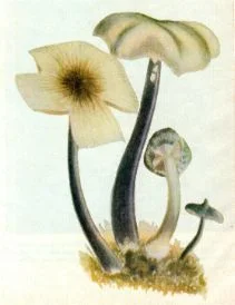GROWING on certain kinds of dead tree trunks, Conocybe Siligineoides Hiem was collected by Wasson in 1955.