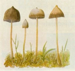 MOST PRIZED by Indians and most widespread of these fungi, Psilocybe mexicana Heim grows in pastures.