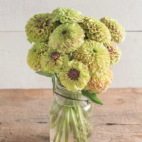 03700_01_queenlimeblotch.jpg