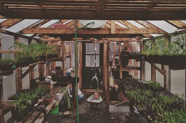 sprouts