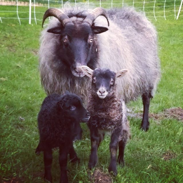 five days old