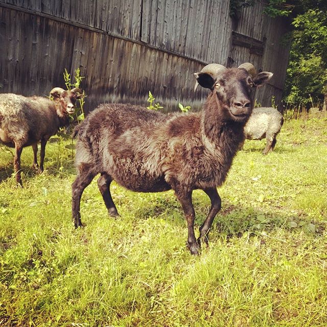 Sheep for sale! Selling two purebred Icelandic ewes: one proven black yearling, and one black lamb. Icelandic sheep are triple-purpose, with gorgeous fleece, sweet milk, and delicately flavored meat. We love these two darlins, but looking to mix up our color genetics a little bit for next year. Send me a message for more deets.
#icelandicsheep #sheepforsale #icelandicsheepforsale #blacksheep #icelandicewe #icelandicewes #icelandiclamb #lambforsale