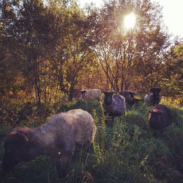 the last of the summer's sweet green growth🌾