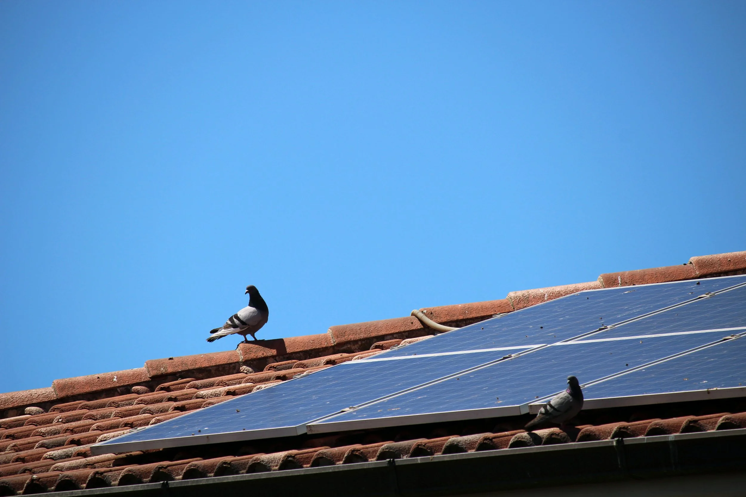 Trends in Solar Energy Companies Over the Next Five Years