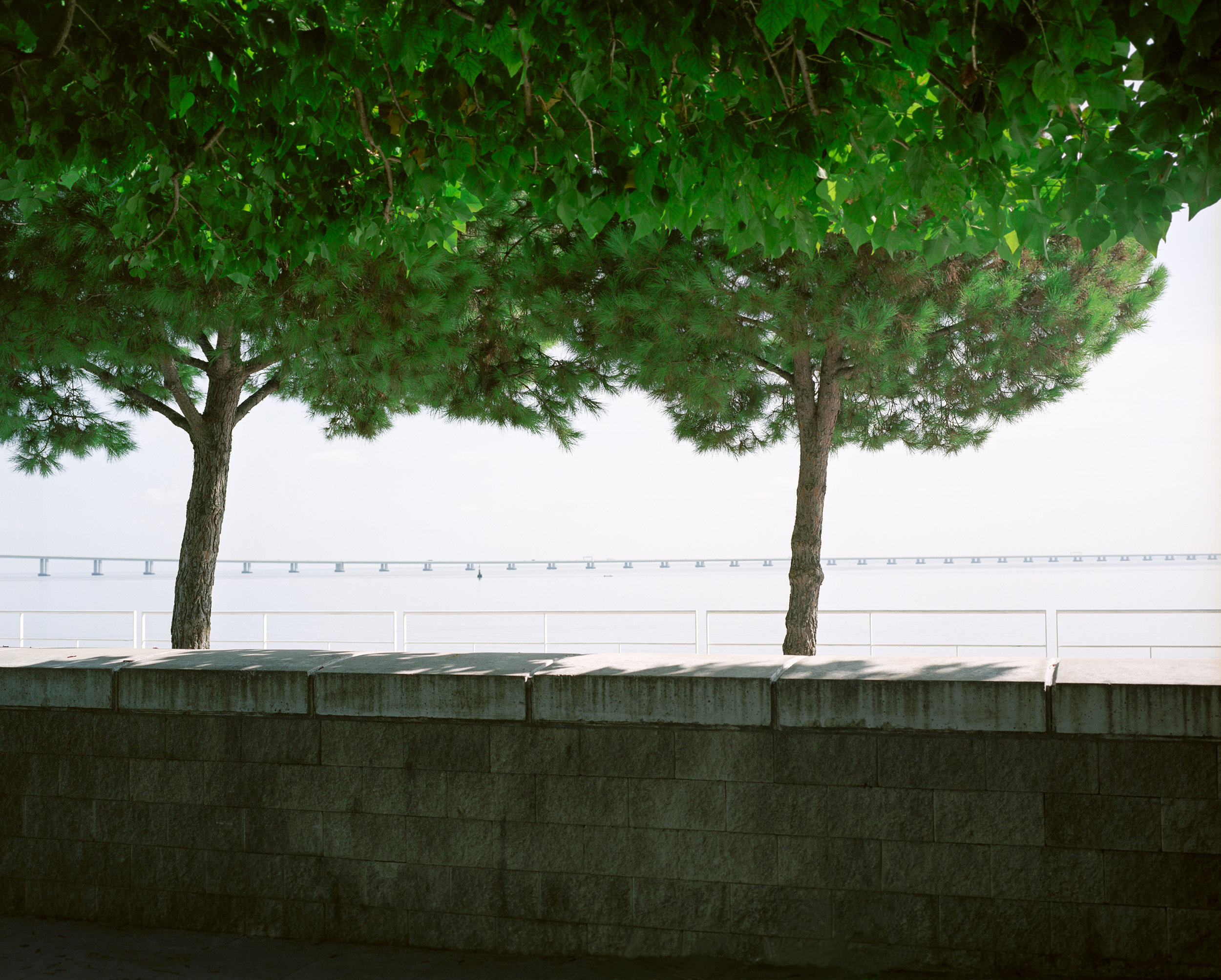 lisbon_trees_website.jpg