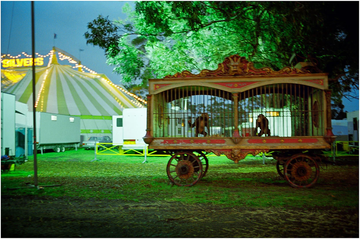 circus-chimps-with-0.08-white-border.jpg