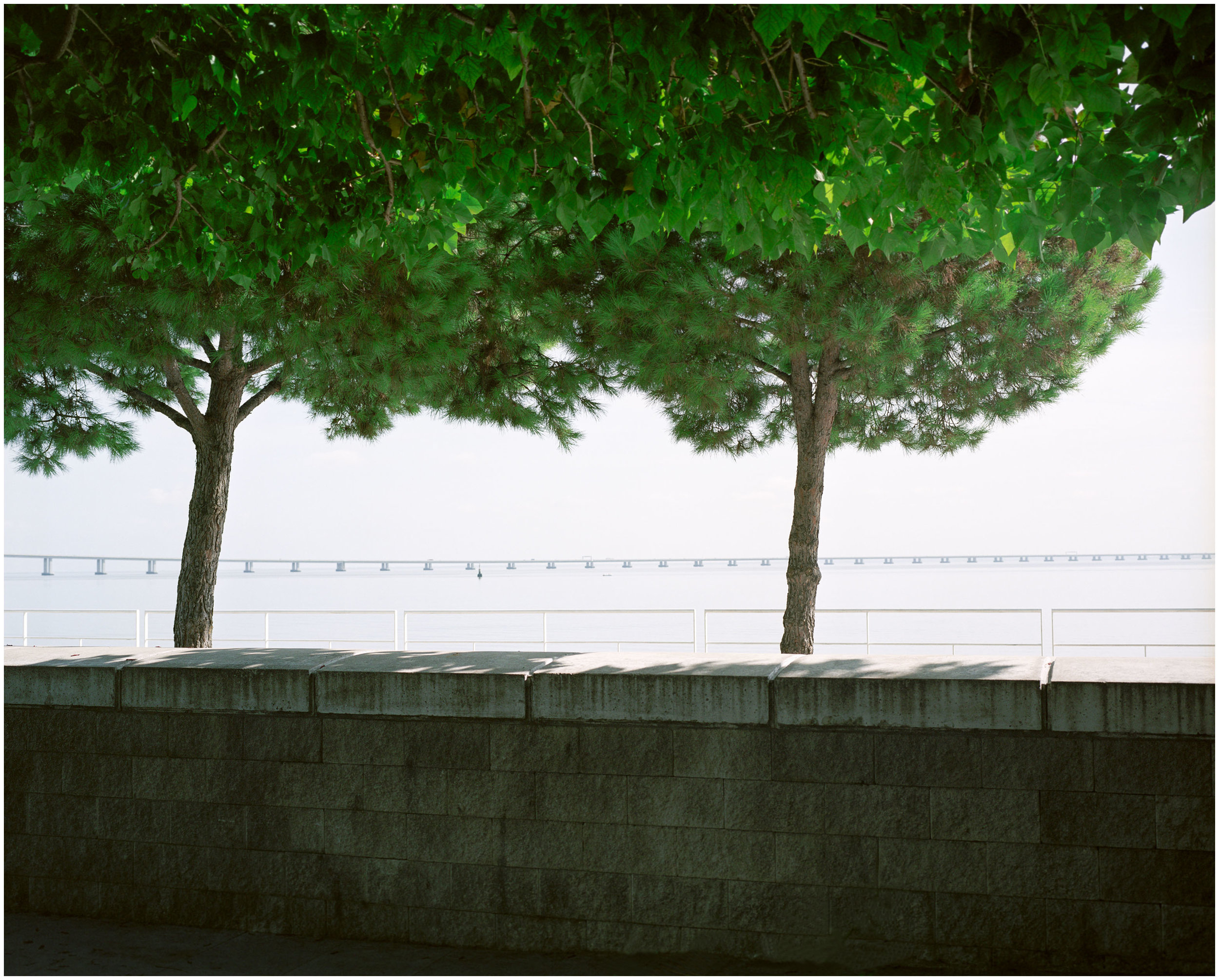 lisbon_trees_website_white-border.jpg