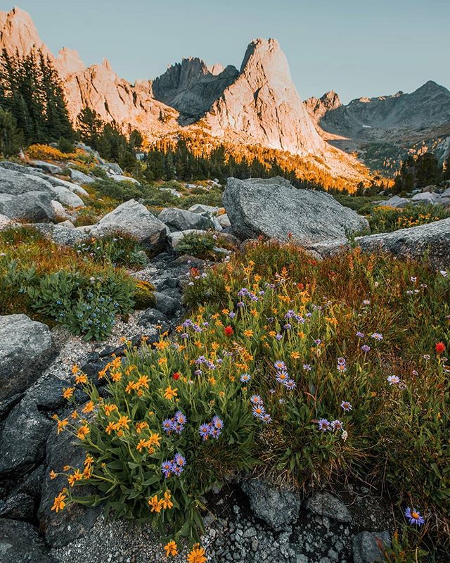 The last wildflowers and the first snowflakes.