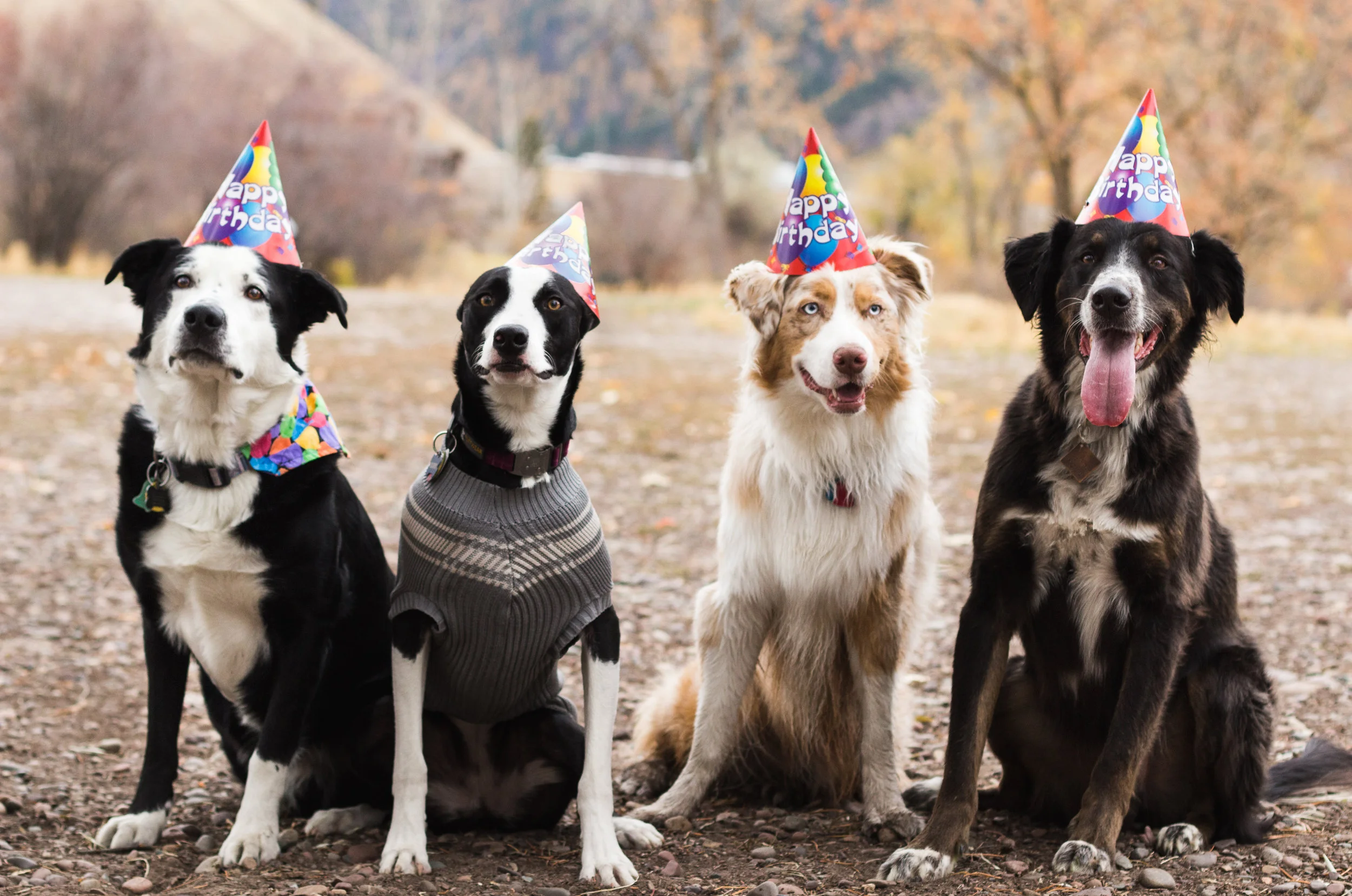 Buddy's Birthday Party