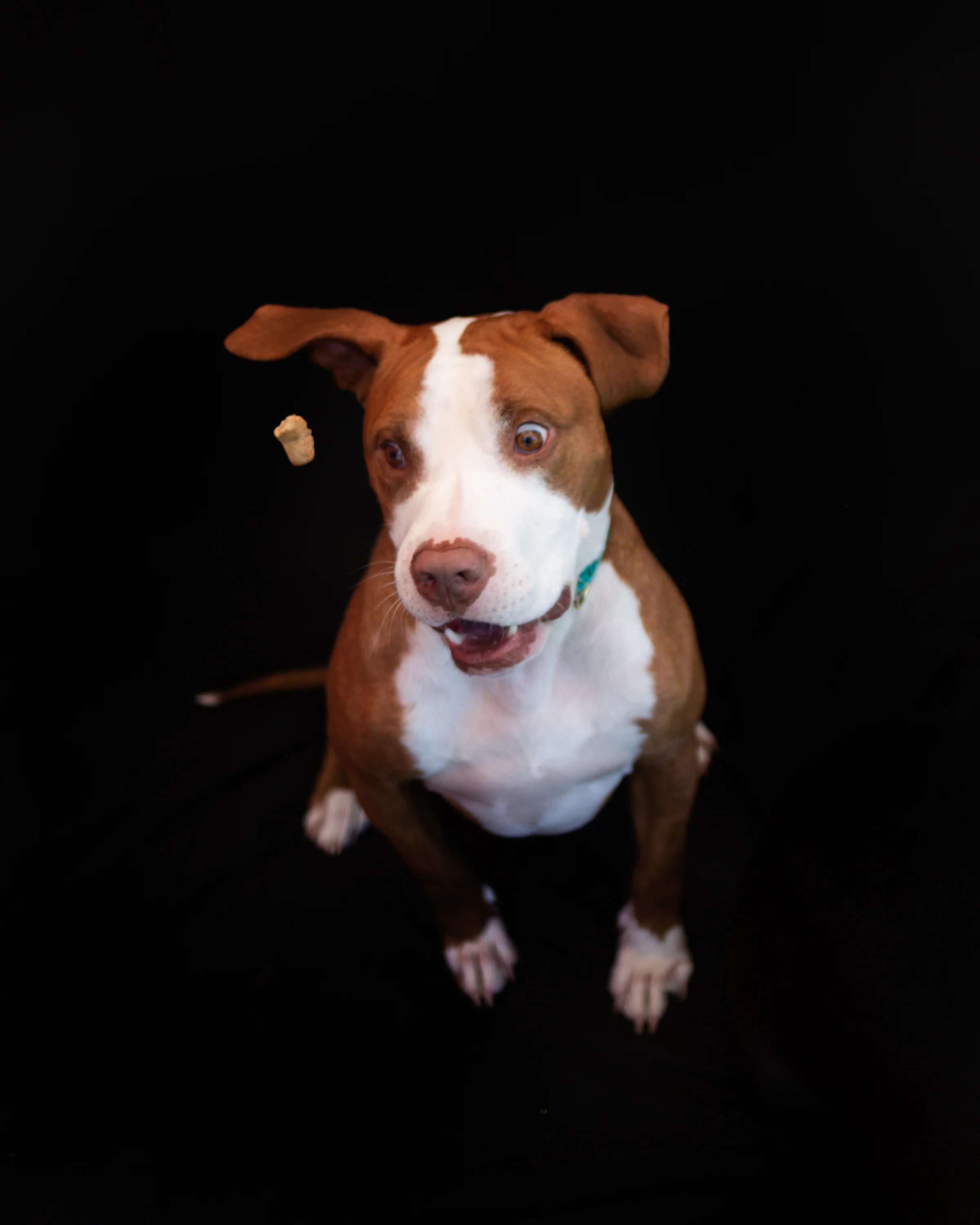 Chance jumps for a treat!