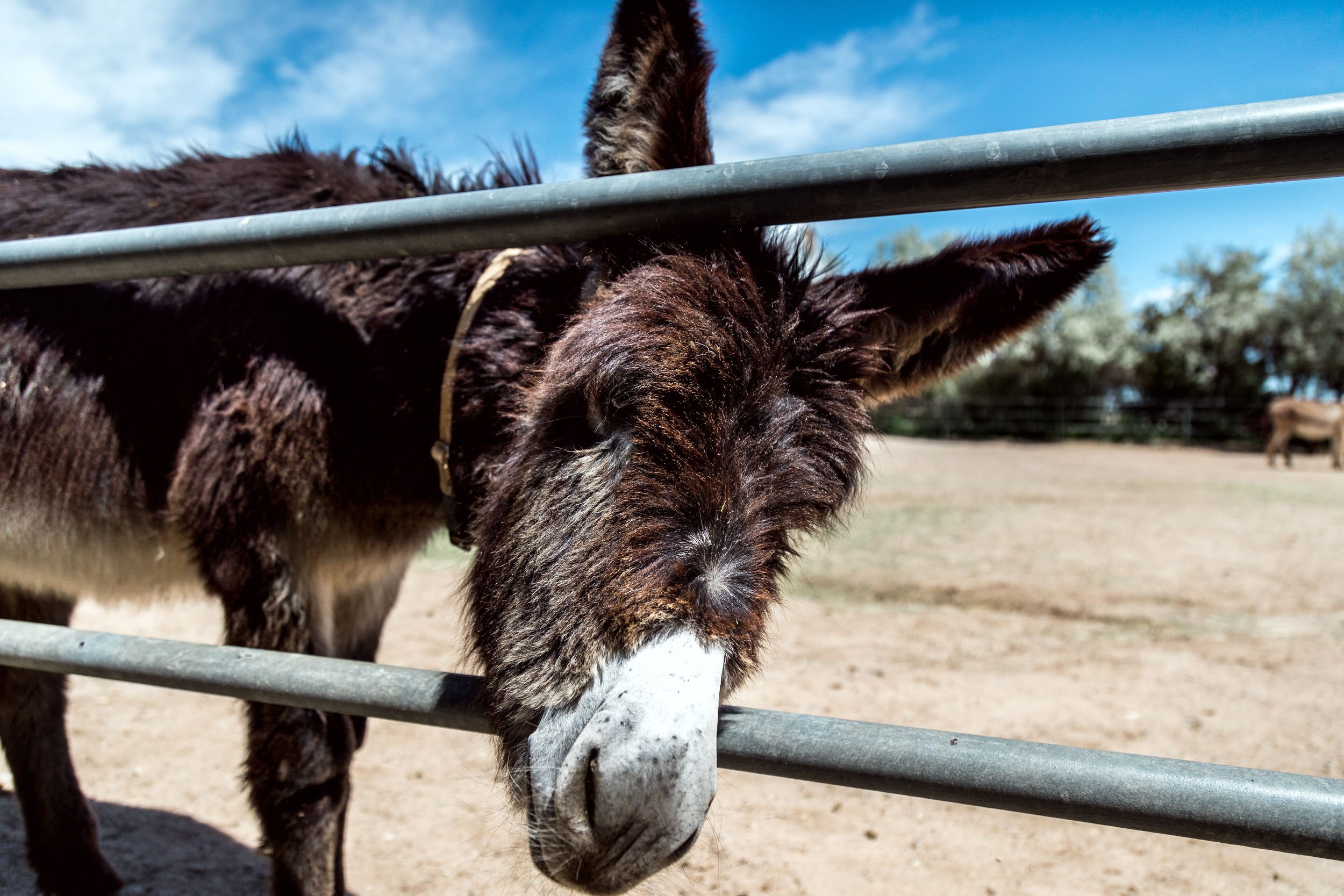 Longhopes Donkey Shelter