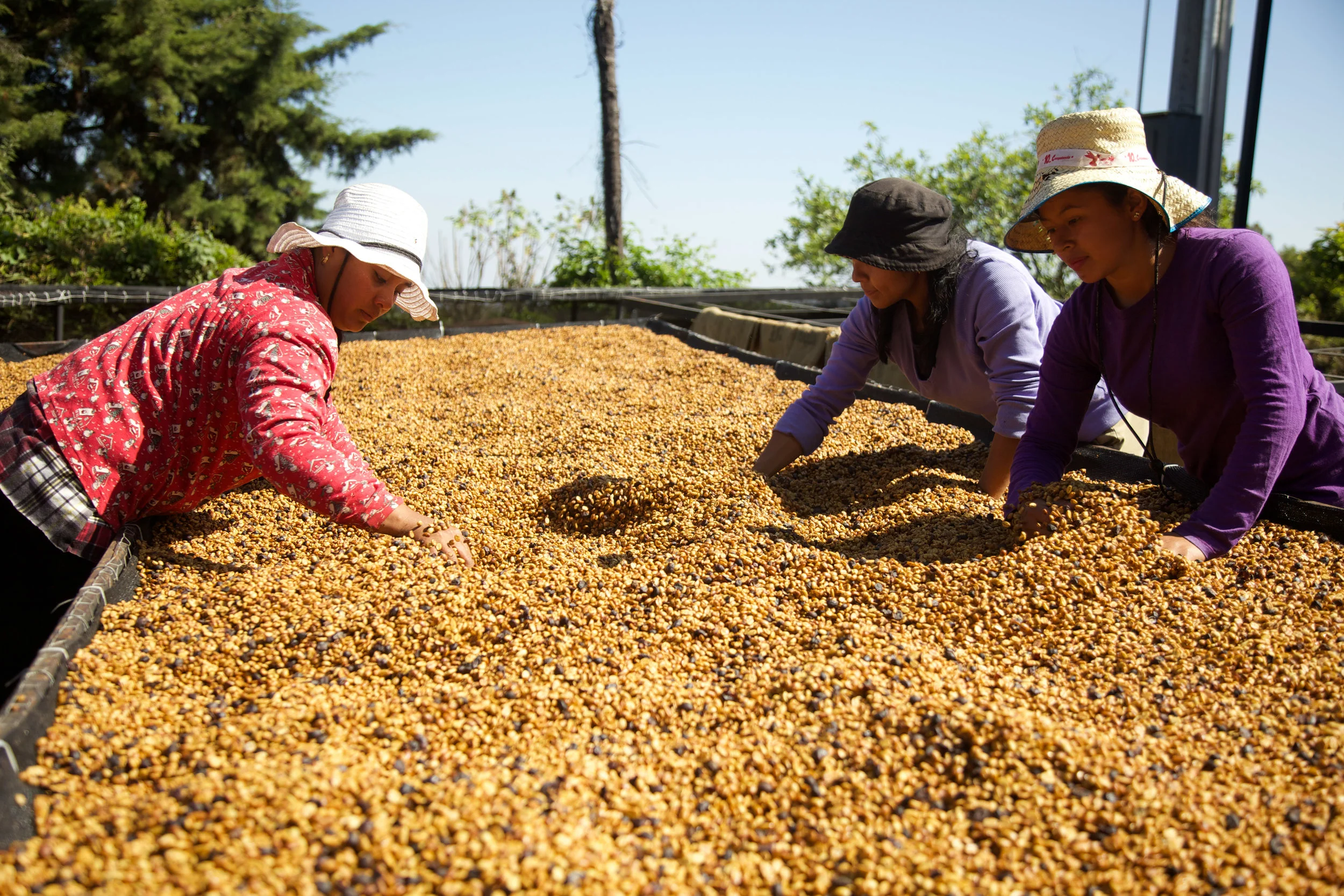 Small Batch Coffee Roasters Proudly Serving Los Angeles Since 2008