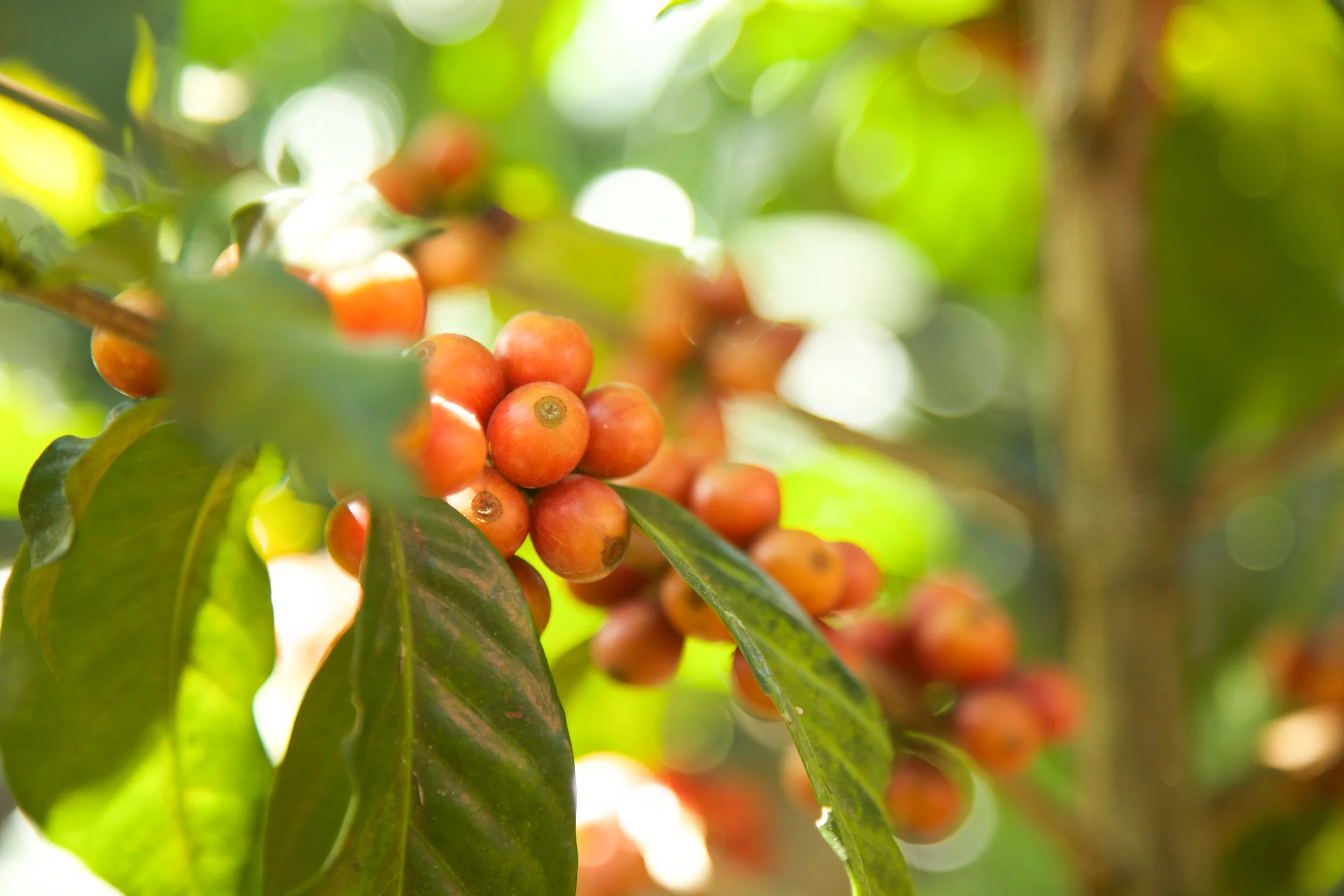 Small Batch Coffee Roasters Proudly Serving Los Angeles Since 2008