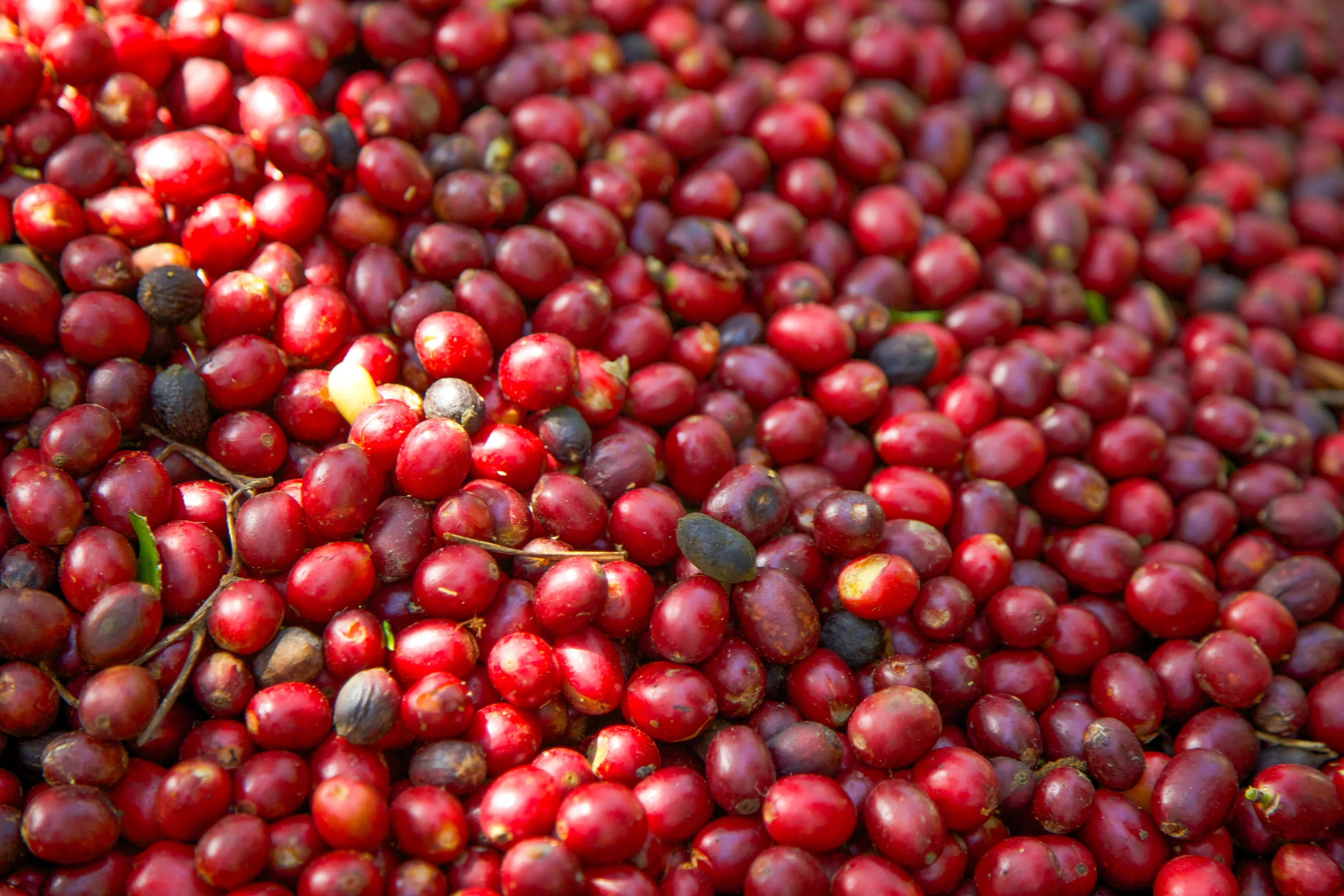 Small Batch Coffee Roasters Proudly Serving Los Angeles Since 2008