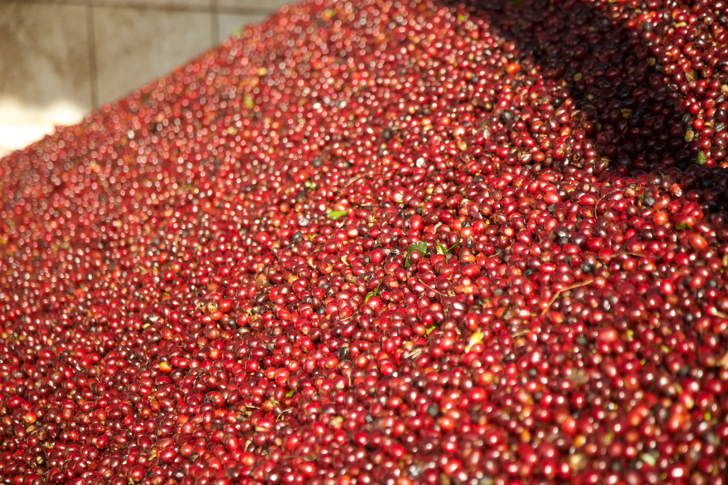 Small Batch Coffee Roasters Proudly Serving Los Angeles Since 2008