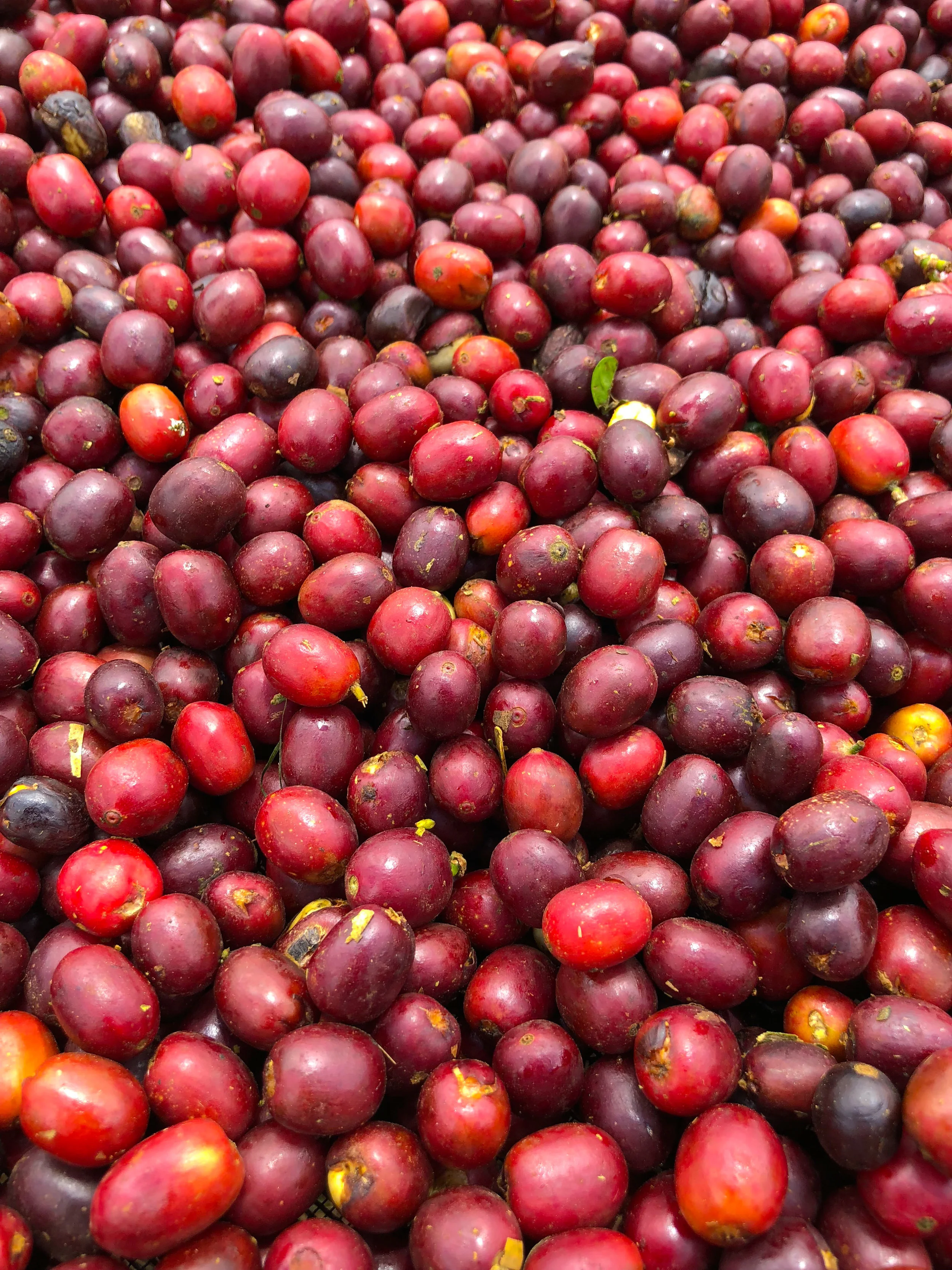 Small Batch Coffee Roasters Proudly Serving Los Angeles Since 2008