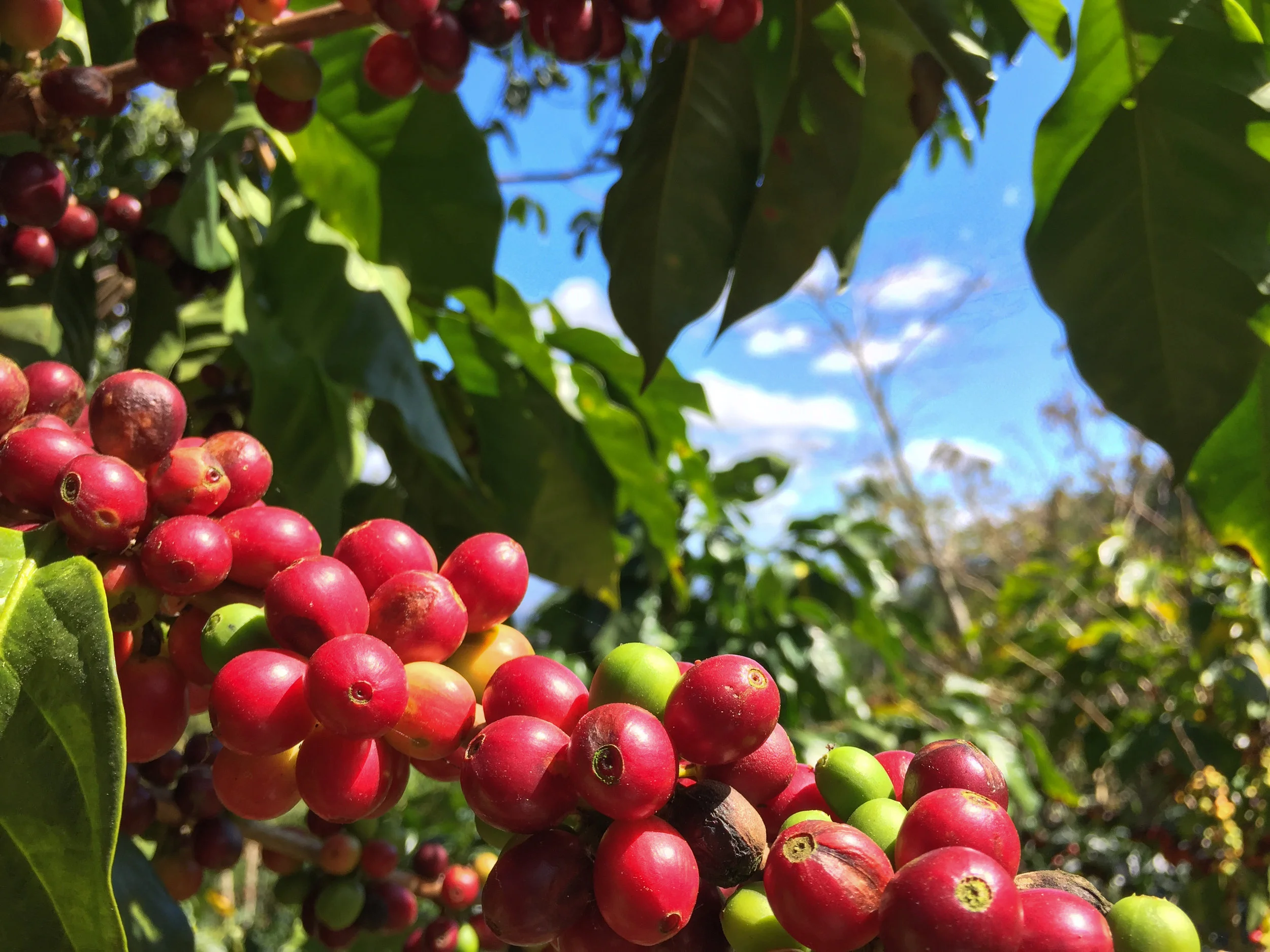 Small Batch Coffee Roasters Proudly Serving Los Angeles Since 2008