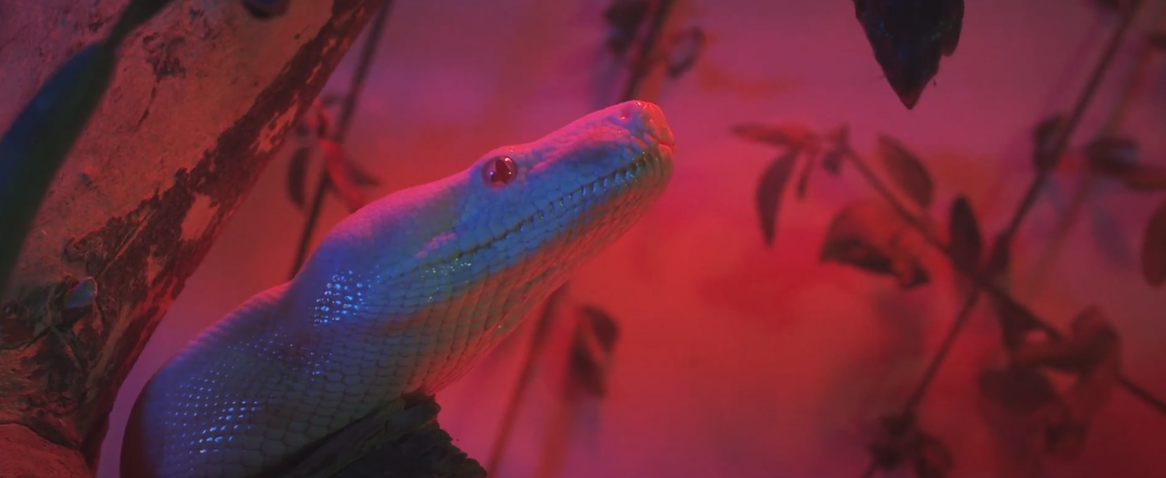 Reptile House Web Still2.PNG